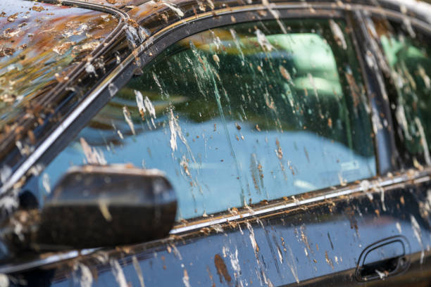 istock Black car covered in bird droppings. 2205230101
