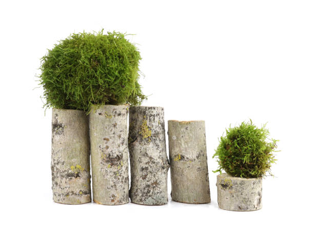 istock Rustic Birch Wood Logs and Green Moss Balls. 2205232771