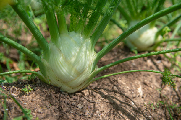 istock healthy garden in summer time 2205234874