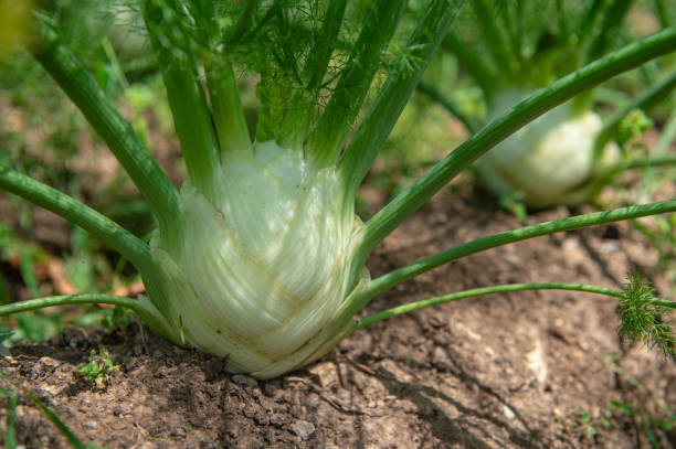istock Healthy garden with vegetables  in summer time 2205234875