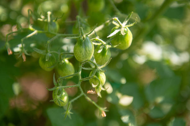 Healthy garden in summer time