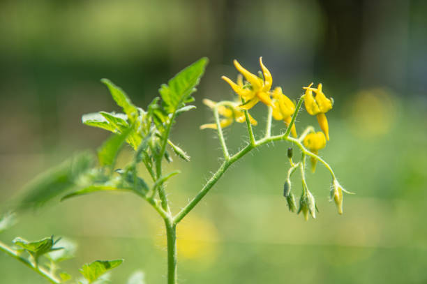 Healthy garden in summer time