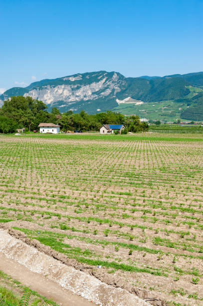 istock Young grapevines in a freshly plowed field. 2205235028