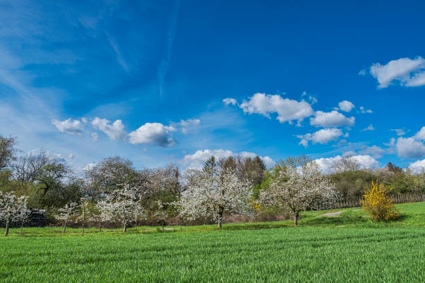 blossoming fruit trees in rural landscape with rapeseed field in german national park of saar hunsrueck under blue sky in spring between Saarbrucken and Trier