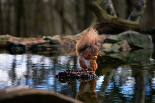 istock Red squirrel standing on a stone in water 2205237846