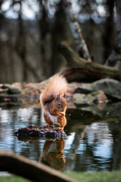 Red squirrel standing on a stone in a pool of water in woodland in rural Scotland on a spring morning