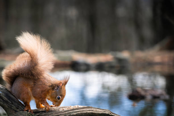 istock One cute red squirrel smelling seed on a branch 2205238002