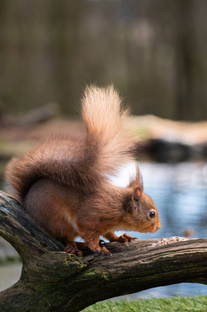 istock Side view of a cute red squirrel looking at food 2205238062