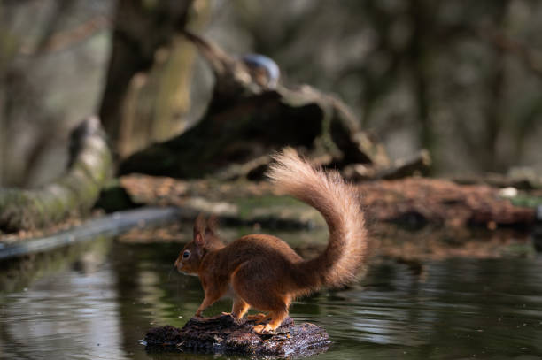 istock One red squirrel standing on a stone in water 2205238127