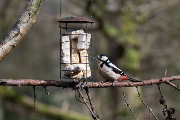 Great spotted woodpecker perched on a branch in woodland in rural Scotland on a spring morning