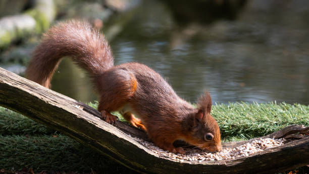 istock Cute red squirrel eating sunflower hearts 2205238179