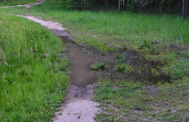 istock A path with a puddle of water in the evening forest 2205239636