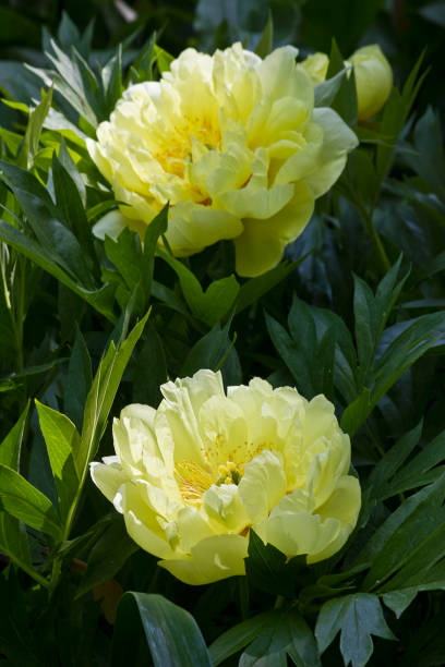 istock Two yellow peony in close-up 2205240797