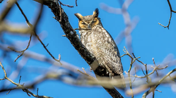 istock Great Horned Owl Perched in Tree Branches Winter Blue Sky Wink Squint Eyes Brown Ears Beak Detail Wildlife Clear Focus Beatiful Birds Pretty Bird of Prey Predator Tennessee North America 2205240881