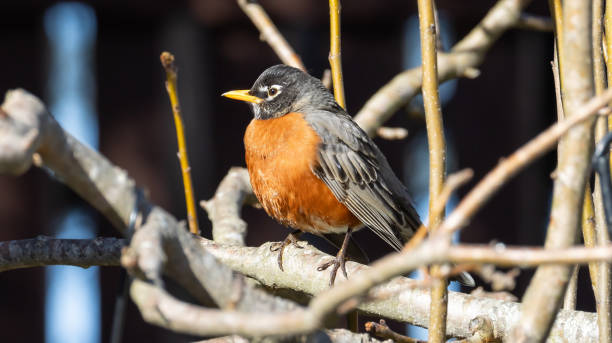 istock American Robin Red Breasted Bird Perched Singing on Keiffer Pear Tree Branches Backyard Garden Orchard Songbirds North America Feathers Beautiful Pretty Details Nature Avian 2205240919