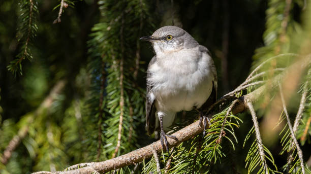 istock Mockingbird Grey Bird in Spruce Tree Branches Evergreen Green Spring Pine Needles Close Up Nature Scene 2205240920