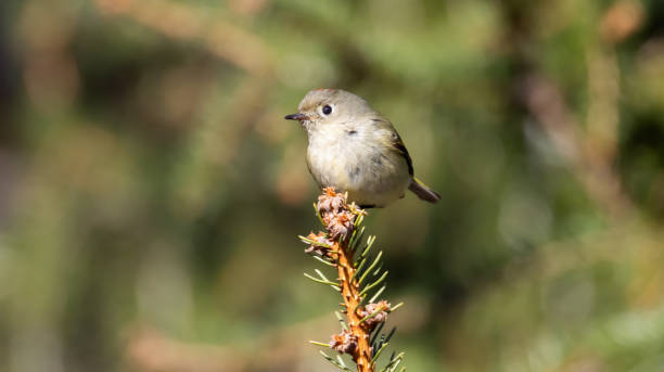 istock Small Bird on Spruce Tree Branch Ruby Crowned Kinglet Flower Blooms Detail Feathers Feet Blurred Background Pine Needles Macro 2205240987