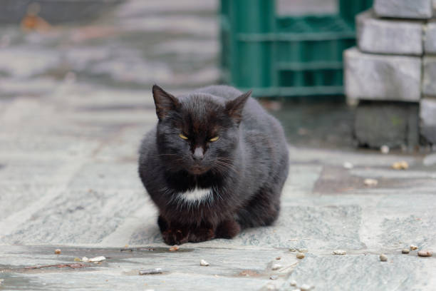 Selective focus photo of a cute black cat lying on a stone slabs