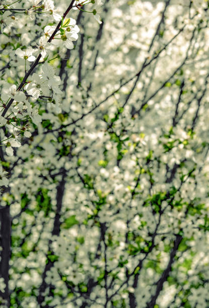 lush cherry blossoms and young spring foliage on young trees