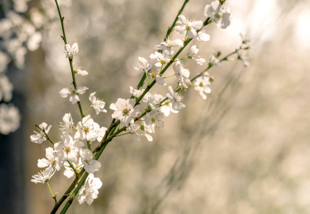 istock Young white flowers on a green branches in a garden in tender sunlight 2205241433