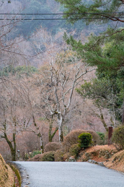 istock Inside Arashiyama Park in Kyoto Japan. 2205245272