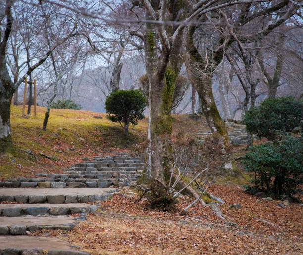 Young Japanese woman in the forest/woods, feeling the nature around them. Feeling Nature in the Forest