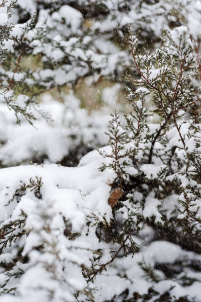 istock Close-Up of Snow-Covered Pine Branches During Falling Snowflakes 2205245795