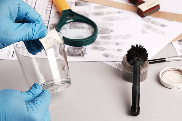 Forensic fingerprint analysis, criminalist collects latent fingerprints using fingerprint powder on evidence -  glass cup,copying fingerprints on lifter
