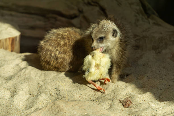 istock wild carnivore meerkat during a meal. small predator eats a small chicken. meerkat eats meat. 2205248178