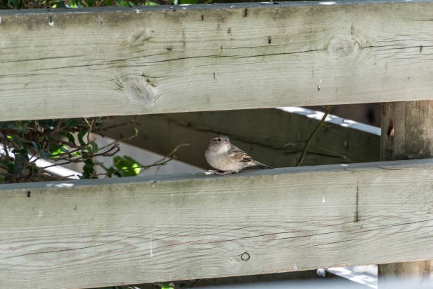 istock Small bird perched on a wooden fence. 2205250317