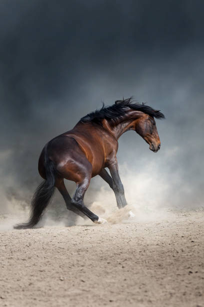 istock Wild horse run gallop in desert 2205250994