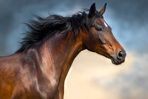 istock Horse with long mane portrait in motion 2205250996