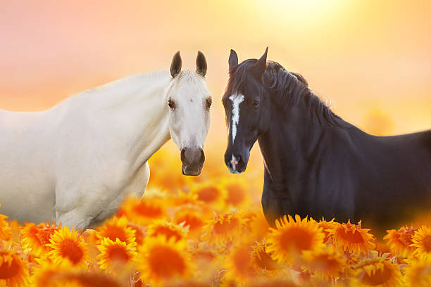 White and black horse in sunflowers field at sunlight