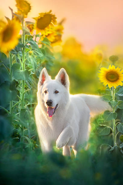 istock White Swiss Shepherd Dog in sunflowers 2205251011