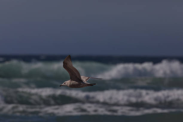 Glaucous gull, Larus hyperboreus over the arctic fjord outside Nuuk, which is the capital of Greenland
