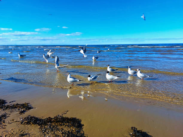 seascape along the North Sea