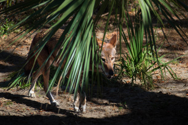 An American red wolf (Canis rufus) pacing in a forest clearing under a palm tree with filtered sunlight against a natural blurry background of dirt and woodland foliage.