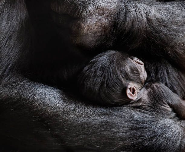 Female gorilla with baby