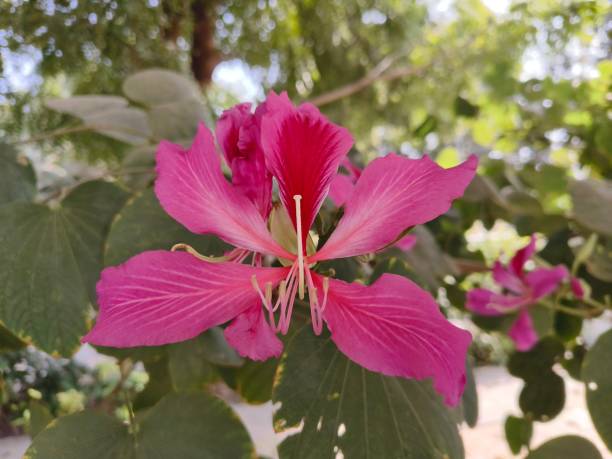 istock Bauhinia variegata ( Kachnar ) flowers 2205254536