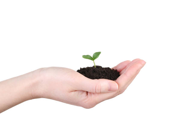 istock Female hand holding young plant on white background 2205257174
