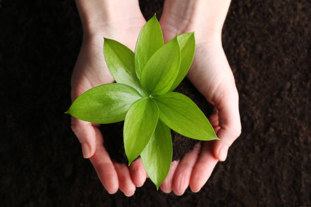 istock Female hands holding young plant 2205258245