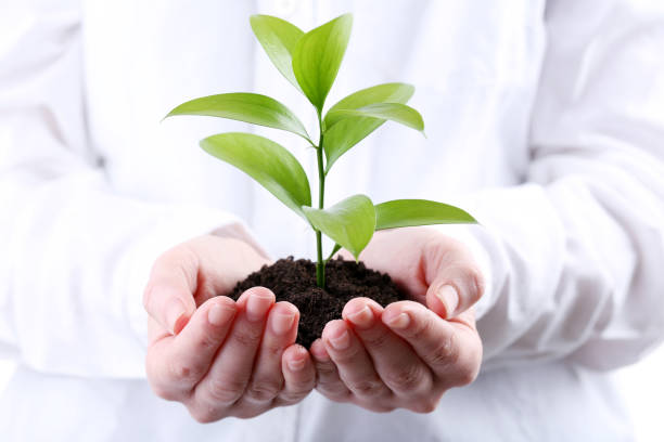 istock Female hands holding young plant 2205258444