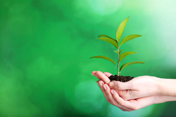 istock Female hands holding young plant on green background 2205258615
