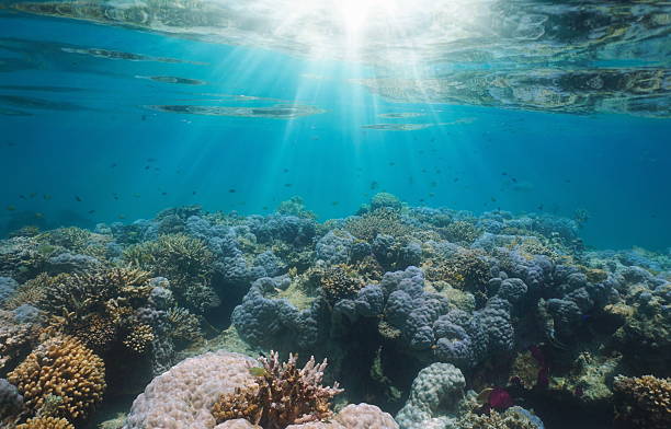 istock Underwater sunlight on a coral reef south Pacific ocean natural scene 2205261997