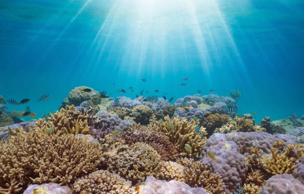 istock Underwater sunlight over a coral reef with fish Pacific ocean 2205262244