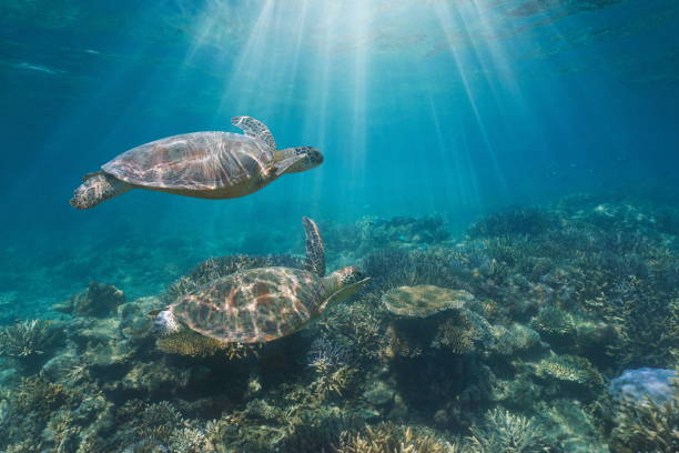 istock Underwater sunlight with sea turtles in a coral reef 2205262249