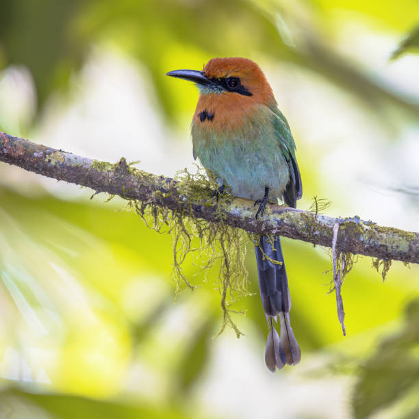 istock Rufous motmot perched on branch 2205262327