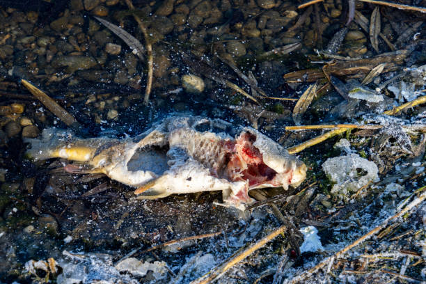 A decomposing fish lies on a frozen, icy lake shoreline surrounded by reeds and clear natural water, emphasizing the harsh environmental effects of winters season and natures life cycle processes.