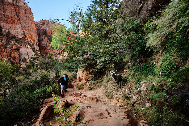 istock Hiker looks at mountain goat on pathway 2205264115