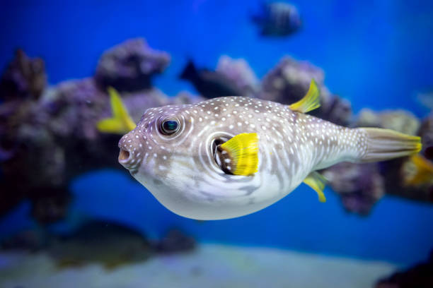 istock White-spotted puffer (Arothron hispidus) in an aquarium. 2205265742